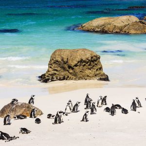 Pinguins Africanos - pinguins de pata preta na colónia de pinguins da praia de Boulder, Cidade do Cabo, África do Sul.